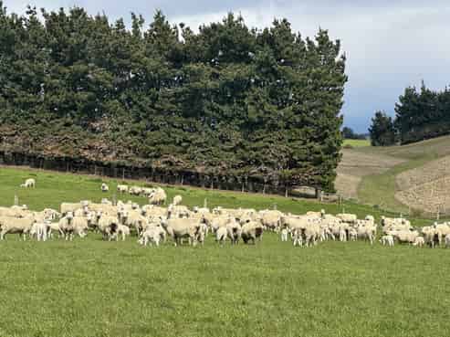 357 Landslip Valley Road, Pukerau