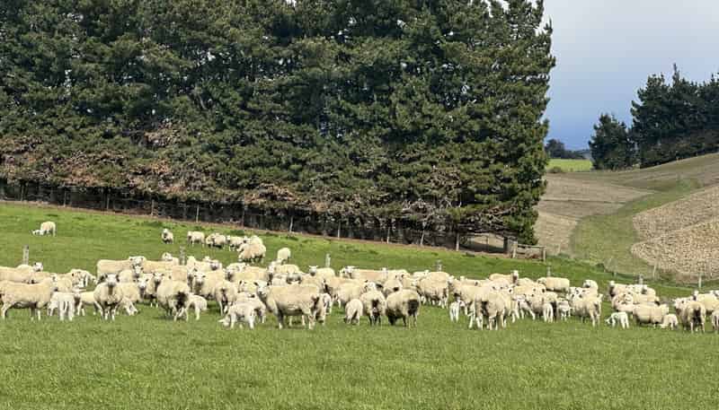 357 Landslip Valley Road, Pukerau