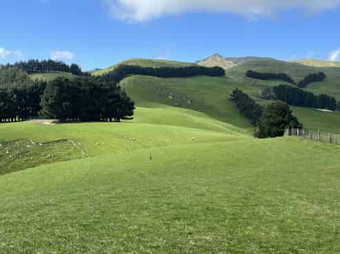 467 Waitahora Valley Road, Dannevirke