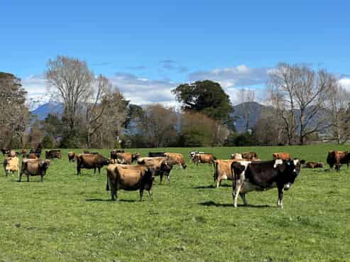 667 Kaniere-Kowhitirangi Road, Kokatahi