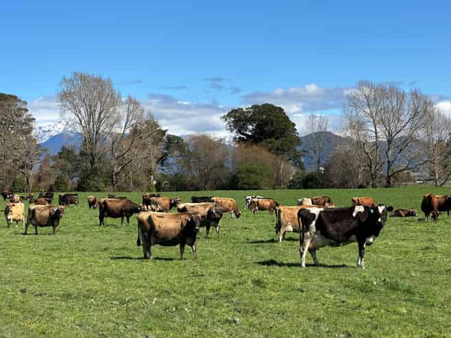 667 Kaniere-Kowhitirangi Road, Kokatahi