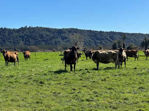 667 Kaniere-Kowhitirangi Road, Kokatahi