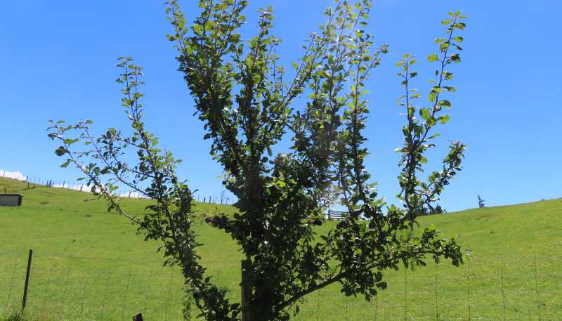 63 Knight Road, Dannevirke