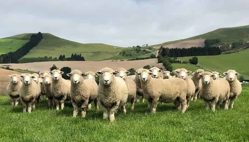 996 Goodwood Road, Palmerston