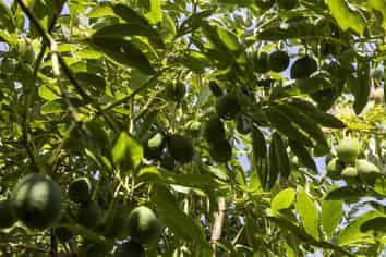 Lot 8 27 Turk Valley Rd, Pukenui