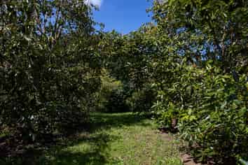 Lot 8 27 Turk Valley Rd, Pukenui