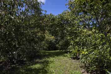 Lot 8 27 Turk Valley Rd, Pukenui