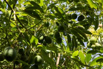 Lot 8 27 Turk Valley Rd, Pukenui