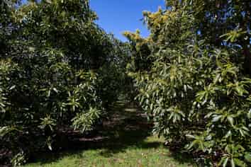 LOT 10 27 Turk Valley Rd, Pukenui
