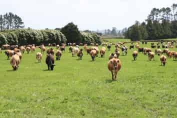 1996 Egmont Road, Inglewood