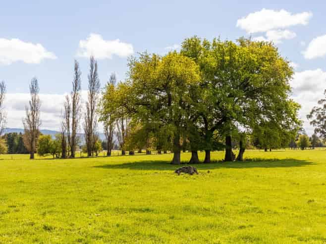 100 Humphries Street - Lifestyle, Greytown