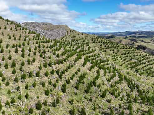 1529 Tinui Valley Road, Tinui Valley