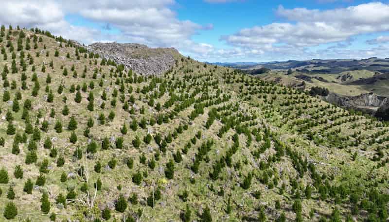 1529 Tinui Valley Road, Tinui Valley