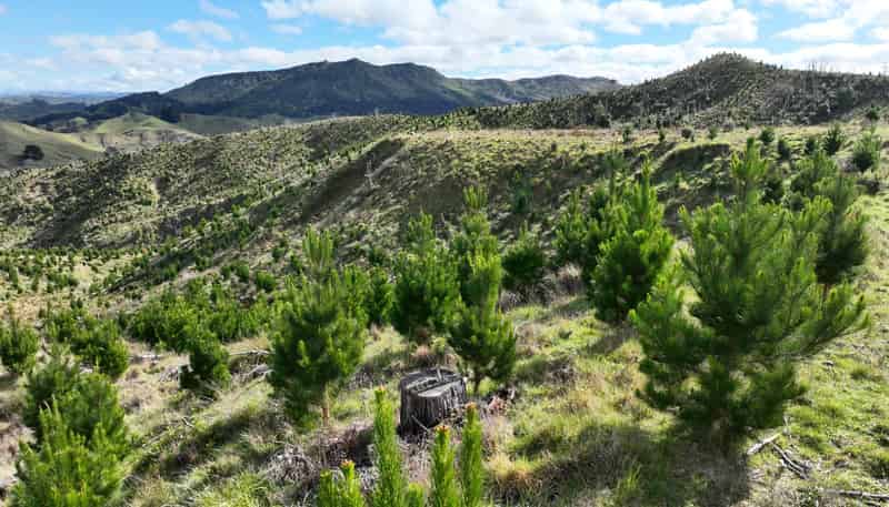 1529 Tinui Valley Road, Tinui Valley