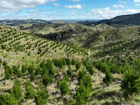 1529 Tinui Valley Road, Tinui Valley