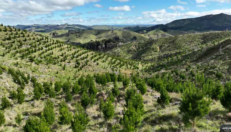 1529 Tinui Valley Road, Tinui Valley