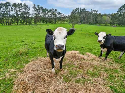 91B Estuary View Road, Waiau Pa