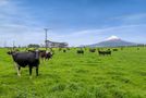577 Patiki Road, Opunake, South Taranaki, Taranaki