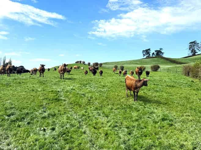 5325A State Highway 29, Matamata