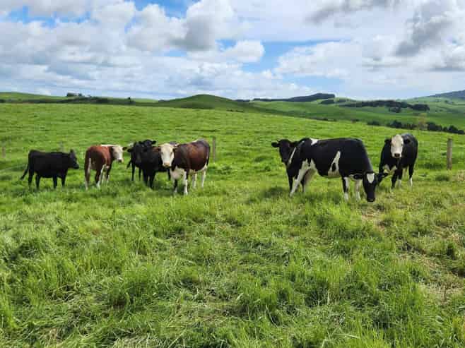 697 Maungatawhiri Road, Raglan