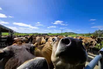 213 Lindquist Road, Ararua