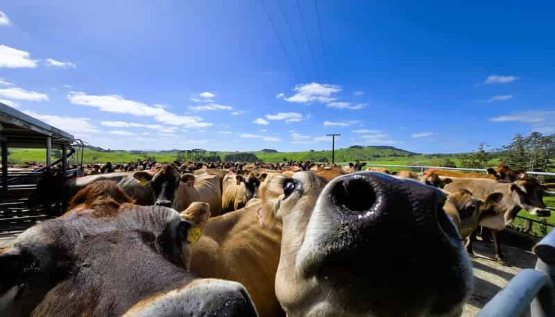213 Lindquist Road, Ararua