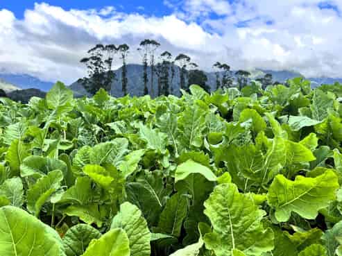  285 Bell Hill Road, Rotomanu, Greymouth