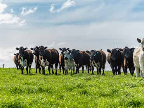 1443 Omihi Road, Omihi