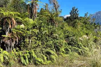 3 Batson Place, Franz Josef Glacier