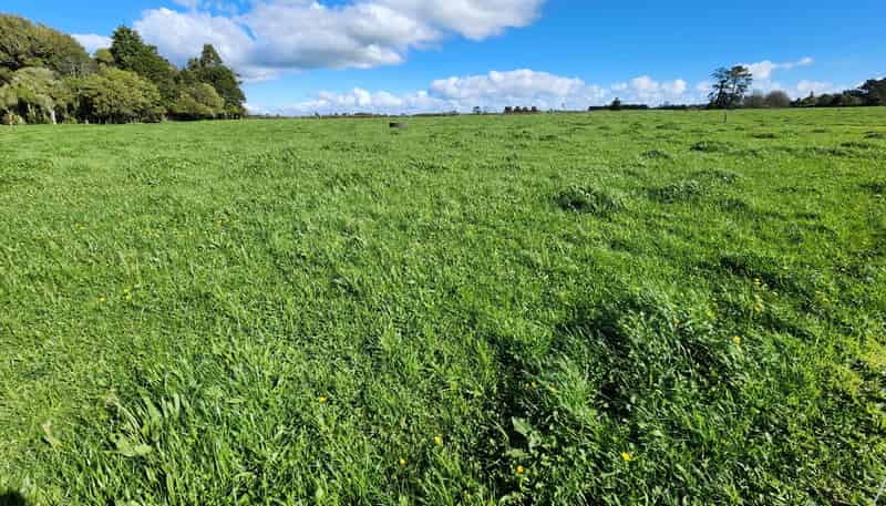 0n Ross Road, Tariki