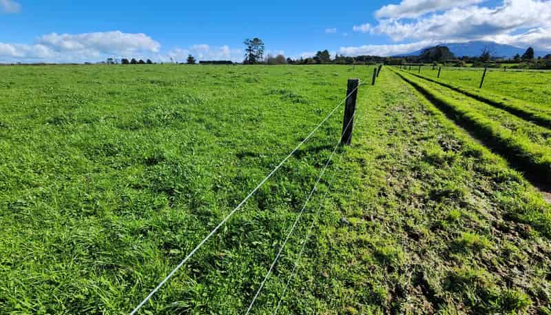 0n Ross Road, Tariki