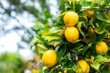 8 Botany Lane, Whitby