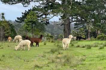 255 Okura River Road, Okura