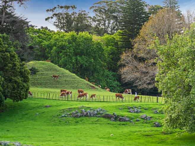 152C Campbell Road, Greenlane