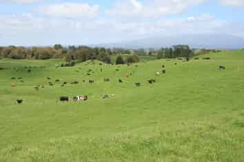 828 Hursthouse Road, Inglewood