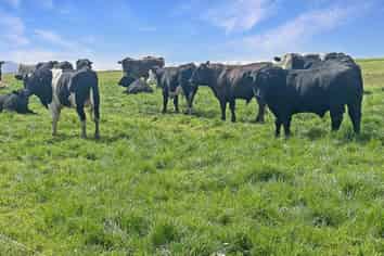 51 Saint Bathans Loop Road, Becks