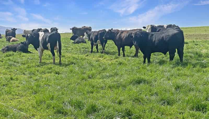 51 Saint Bathans Loop Road, Becks