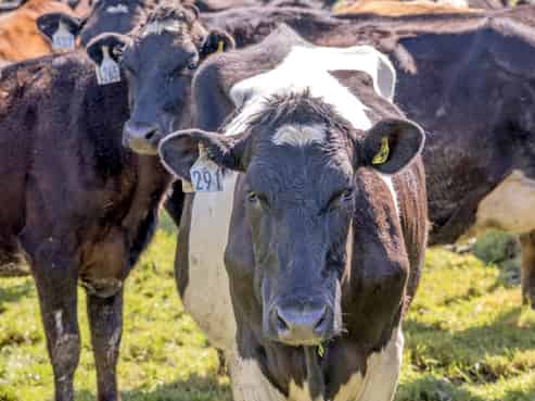 522 Surveyors Road, Hinds