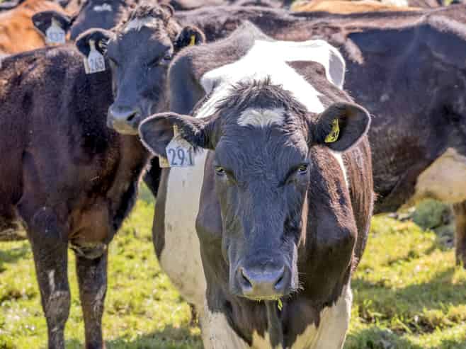 522 Surveyors Road, Hinds