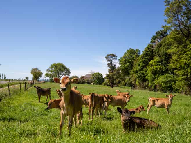 1436 Takaka Valley Highway, Takaka