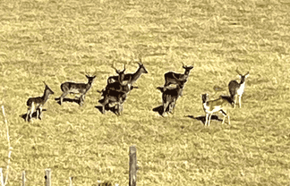 147 Fuller Road, South Head, Helensville