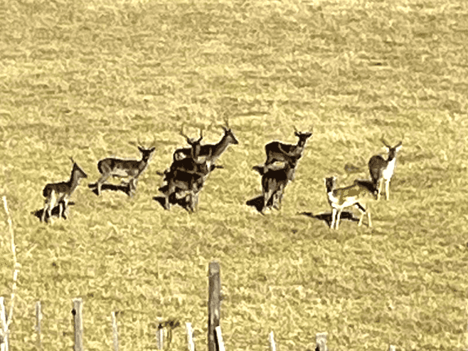 147 Fuller Road, South Head, Helensville