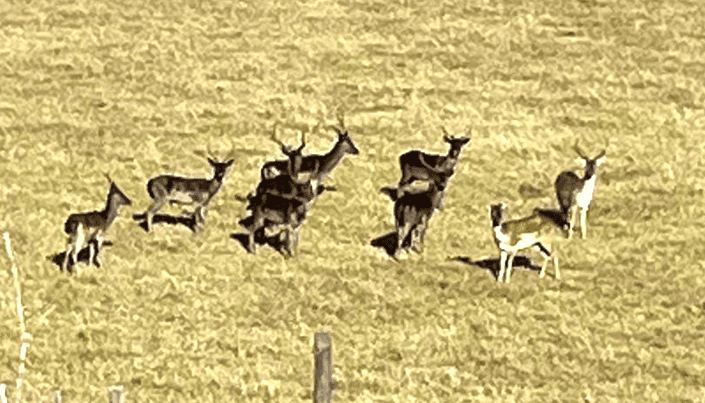 147 Fuller Road, South Head, Helensville