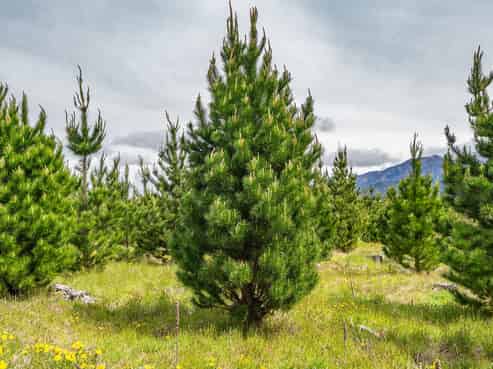 461 Woodbank Road, Hanmer Springs