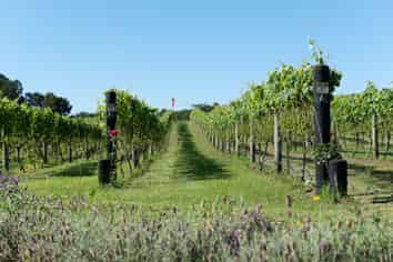 Sovrano Estate - Vineyard, Restaurant & Cellar...