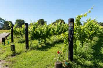 Sovrano Estate - Vineyard, Restaurant & Cellar...