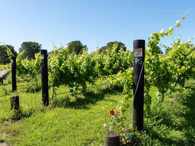 Sovrano Estate - Vineyard, Restaurant & Cellar...