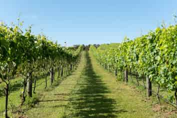 Sovrano Estate - Vineyard, Restaurant & Cellar...