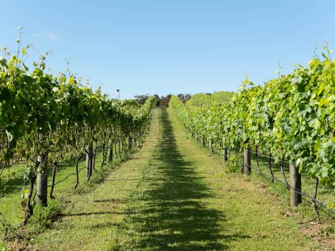 Sovrano Estate - Vineyard, Restaurant & Cellar...