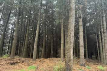 1 Bells Bush Road and Sinclair Road, Waihola